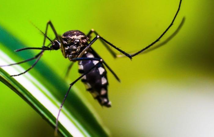 Dengue: Americas could record worst outbreak in history, warns PAHO