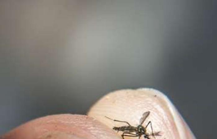 Brazil breaks record with almost 1.9 million dengue cases