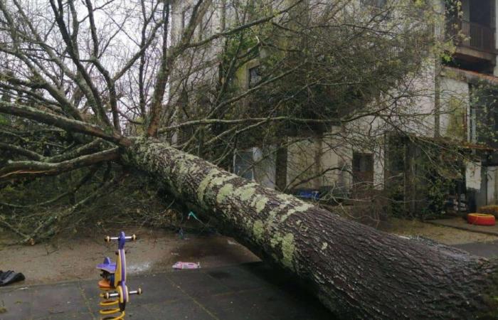 Bad weather causes trees to fall in Marco de Canaveses