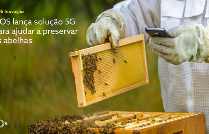 AI-bee will assess the health of hives through sound