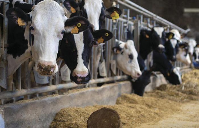 Avian influenza in dairy cows in the US raises alarm