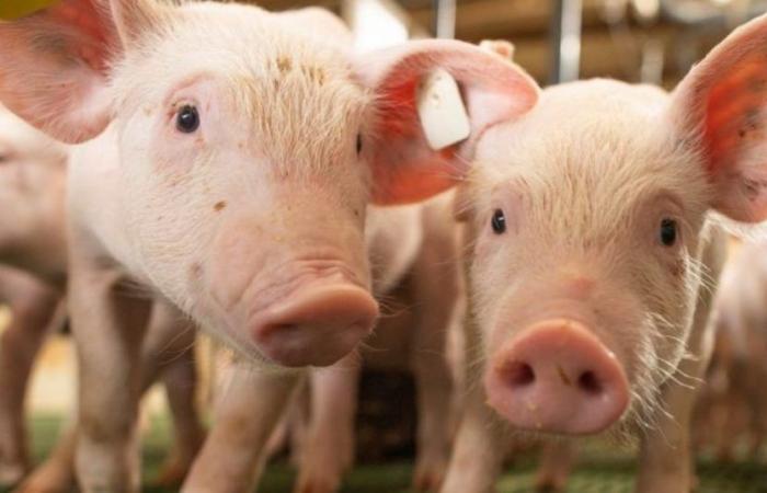 Pork prices vary, says Cepea