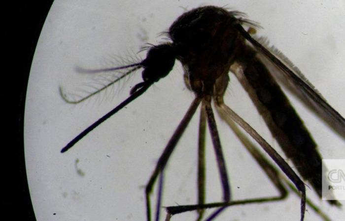 Dengue epidemic reaches alarming numbers in Latin America: in three months, 3.5 million cases were detected
