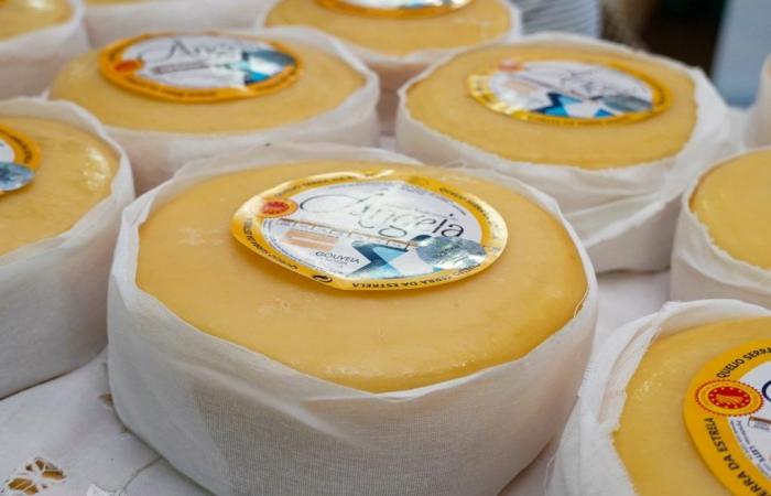 Today and tomorrow there is a Cheese Market in Gouveia