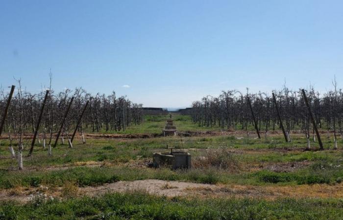 Agriculture vs tourism: How are farmers and hotels coping with the Spanish drought?