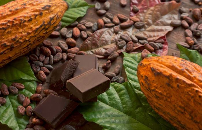 How does the price of cocoa affect investors?