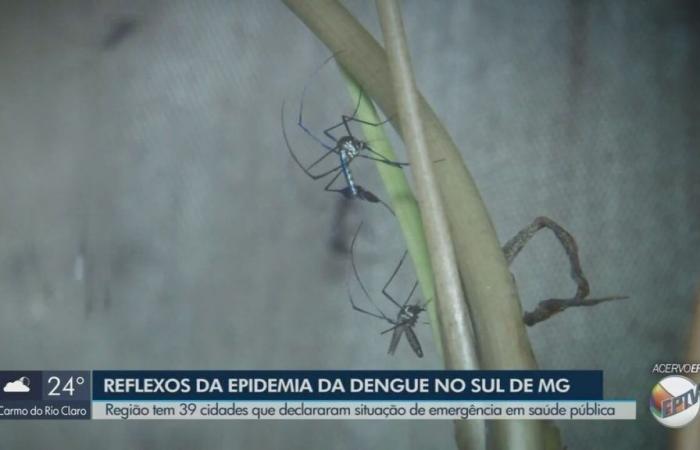 Dengue: See which are the 39 cities in the south of Minas Gerais in an emergency situation due to the disease | South of Minas