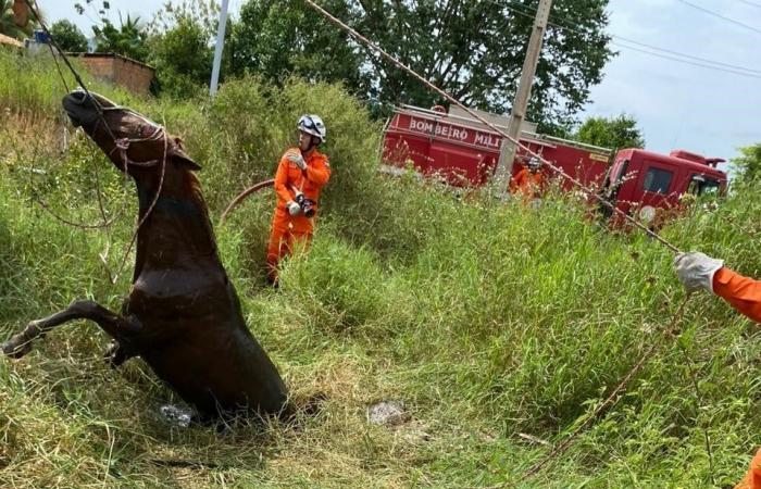 Firefighters rescue a horse that fell into a ditch in a city in West Bahia