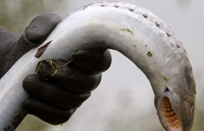 Coimbra region defends urgent measures to preserve lamprey in Mondego
