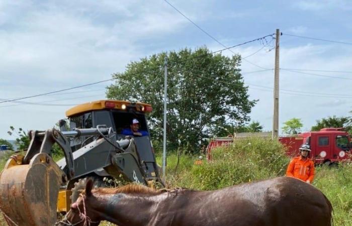 Firefighters rescue a horse that fell into a ditch in a city in West Bahia