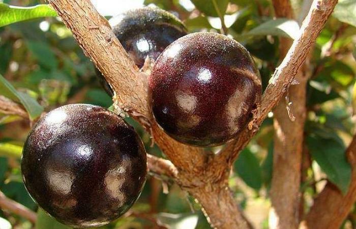 Jaboticaba bark reduces inflammation and blood glucose in people… ABC do ABC