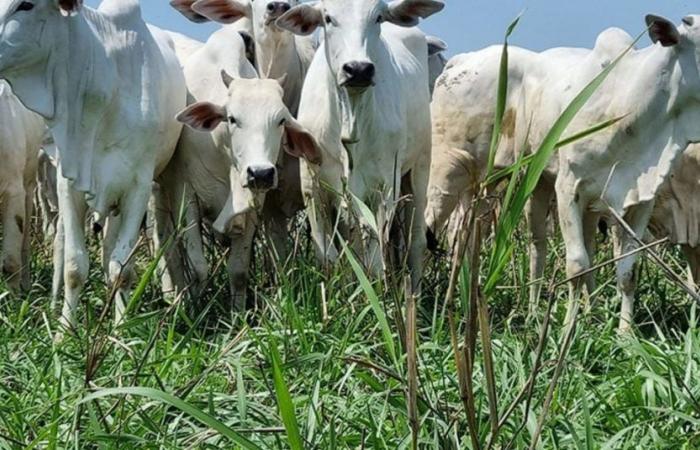 Rising prices? See the prices of fat cattle in Brazil