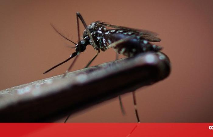 There is a risk of an increase in Dengue fever in Portugal – Society