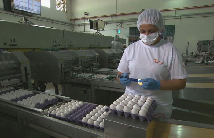 Egg prices end March in decline and frustrate sector agents: ‘they expected high sales during Holy Week’, points out USP | Piracicaba and Region