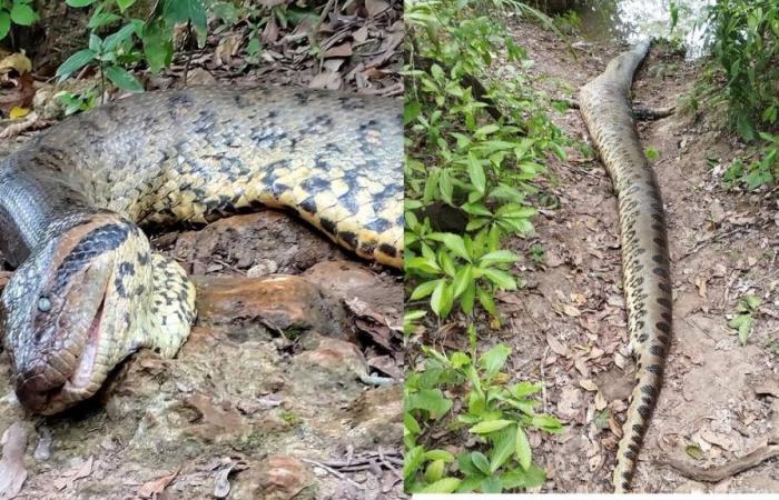 End of mystery: Ana Julia, the most famous anaconda in the world, died of natural causes, according to experts | Mato Grosso do Sul