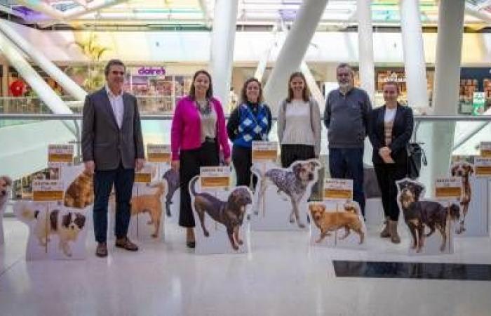 Vasco Gil’s animal adoption campaign kicked off today in major shopping centers in Funchal