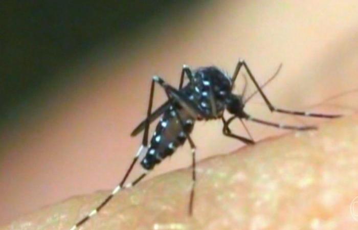 Number of municipalities with a high rate of Aedes aegypti infestation doubles in Sergipe | Sergipe