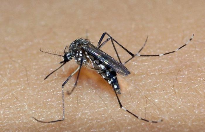 Limeira confirms third death from dengue and region reaches six deaths from the disease | Piracicaba and Region