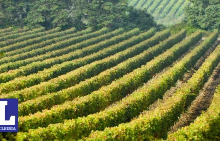 Jornal de Leiria – aspiring Geoparque Oeste and Escola de Hotelaria e Turismo do Oeste present a course on “The Geodiversity of Wine”