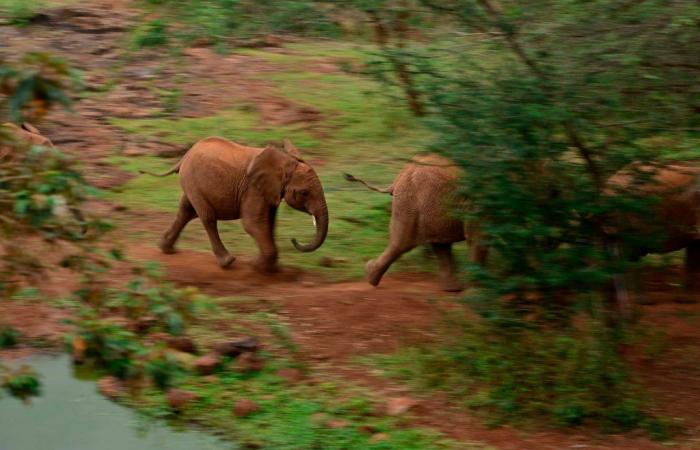 Botswana president threatens to send 20,000 elephants to Germany