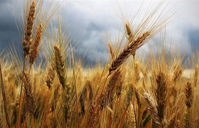 March was a milestone for stability in wheat prices