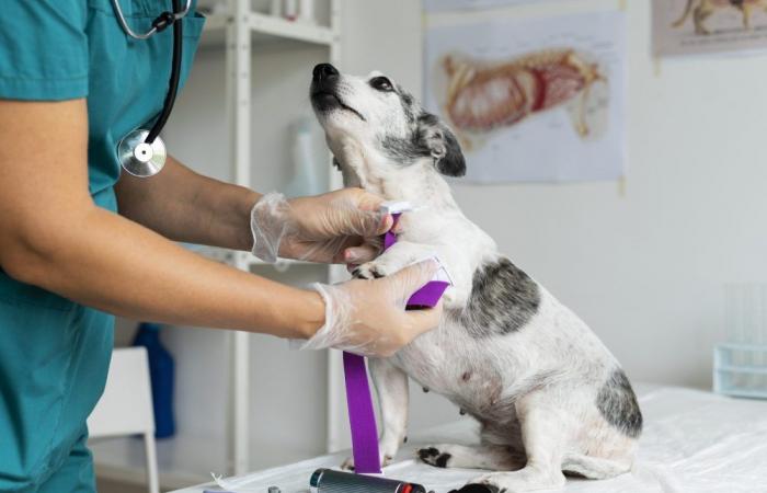 Municipality of Lamego offers veterinary care to families in need: Gazeta Rural