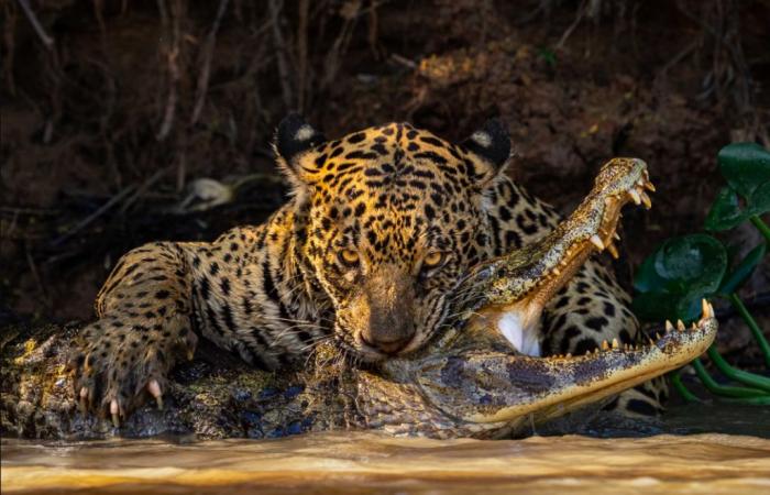 Jaguar attacking alligator in Pantanal wins Sony Photography Prize