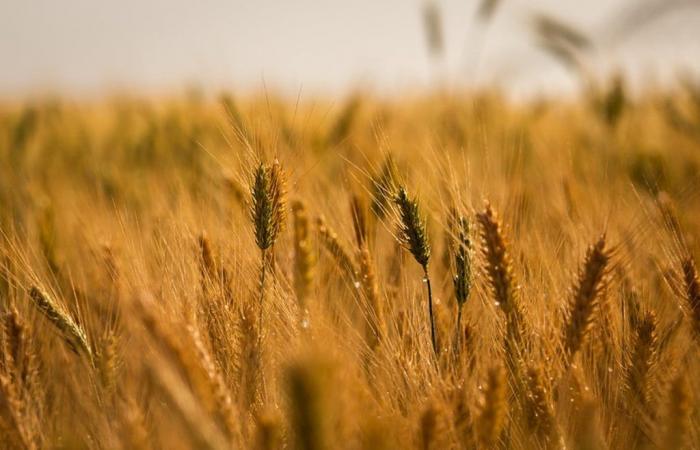 Average wheat price drops by up to 30% in one year in Brazil | Wheat