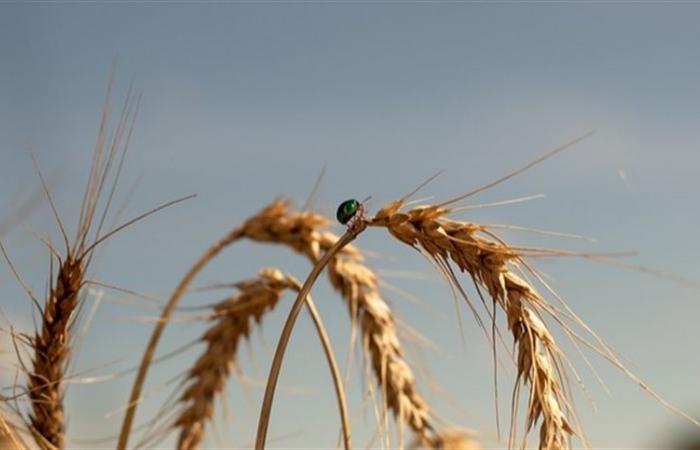 Current prices discourage an increase in wheat area