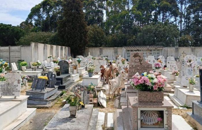 Herd of goats invaded Barreiro cemetery and ate flowers from the graves