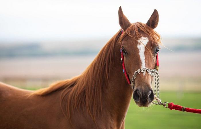 Agrodefense updates legislation on glanders control in horses