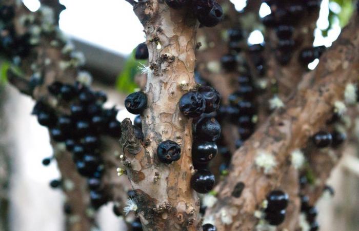 Can Jabuticaba be an ally against obesity? See study