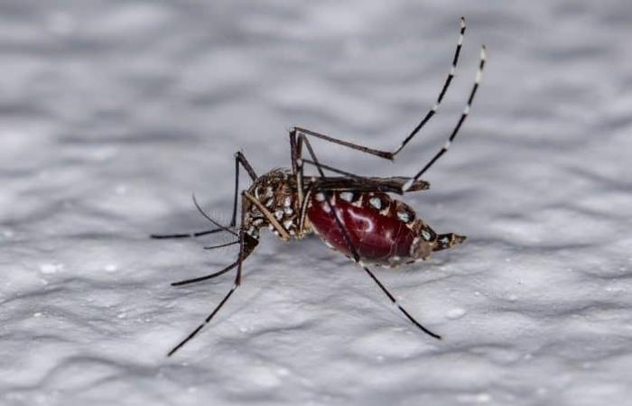 Dengue worsens quickly; see signs and how to identify severity