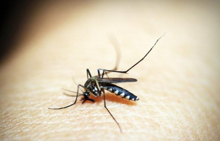 ‘Good Mosquito’ helps fight dengue in RJ | Rio de Janeiro