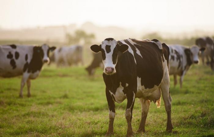 Bird flu: American is infected after contact with a sick cow; see what we know so far