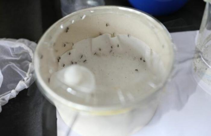 Manaus has 18 more new cases of dengue