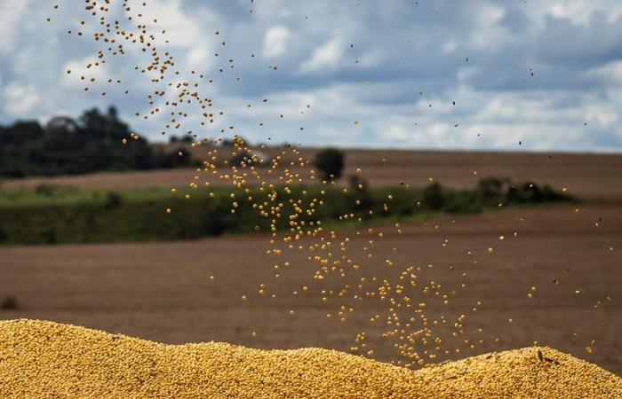 Soybean prices start rising in April in Brazil | Soy