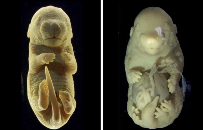 Scientists accidentally create a mouse embryo with 6 legs | Science