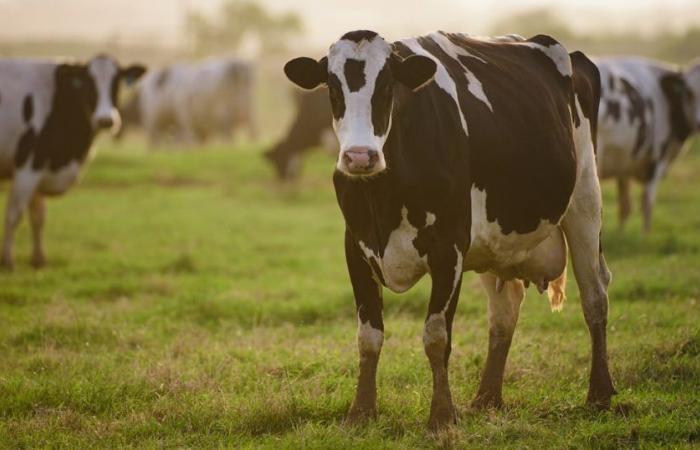Bird flu: American is infected after contact with a sick cow; see what we know so far