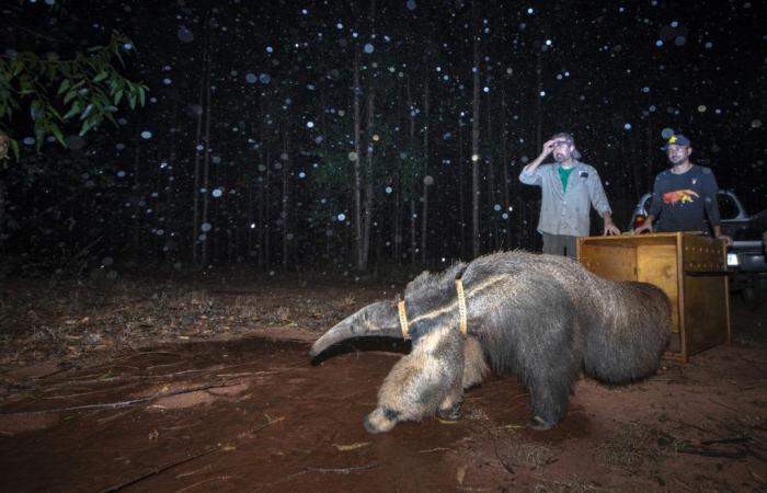 Brazilian is a finalist in international photography award with image of the release of the anteater “Hanna” | Culture, Design and Fashion