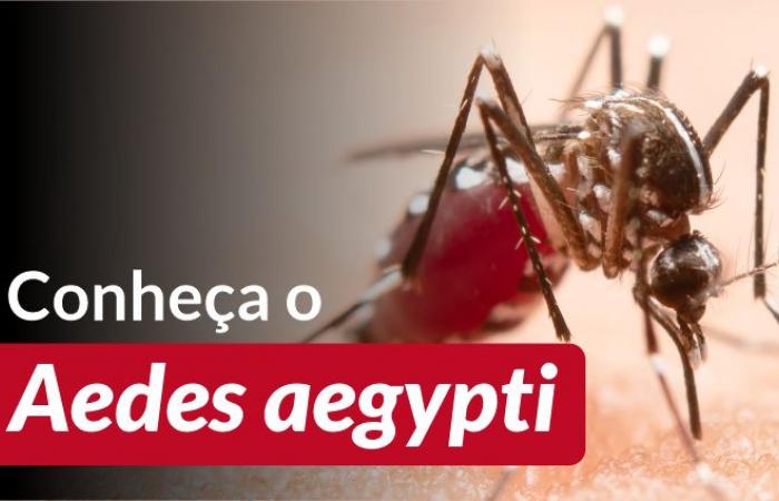 Health Care Directorate warns to be careful with dengue-transmitting mosquitoes – Federal University of Rio Grande