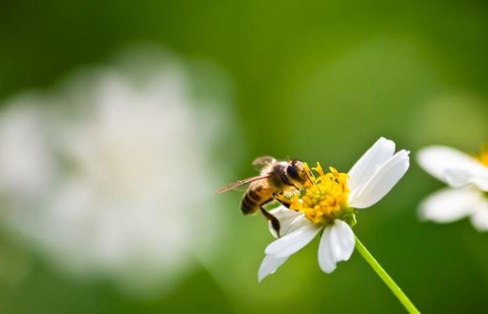 Coimbra region invests in biodiversity with food fields for pollinators