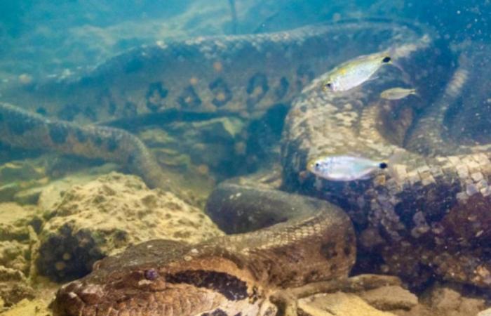 Expert report rules out violent death of giant anaconda Ana Julia