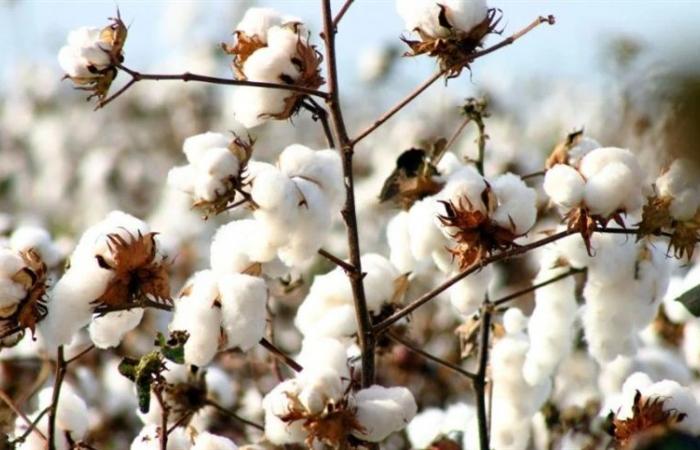 External and internal cotton prices continued to appreciate