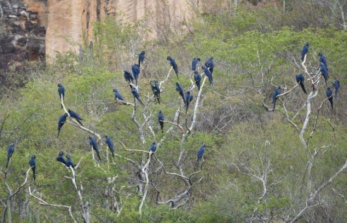 To stop the death of Lear’s macaws from electric shocks