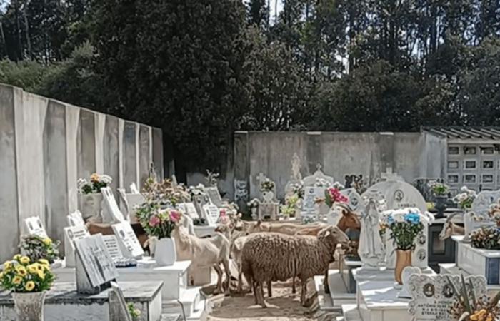 Unusual invasion: Herd causes strangeness and disruption in Palhais cemetery, Barreiro