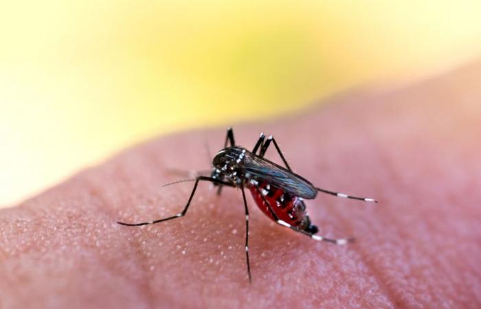 Barbacena approaches 3 thousand dengue confirmations in 2024
