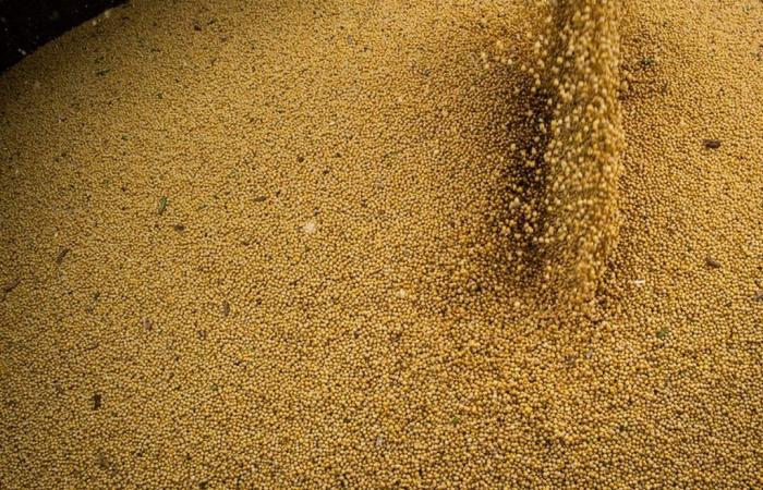 Soybean, corn and wheat prices rise on the Chicago Stock Exchange | Quotes