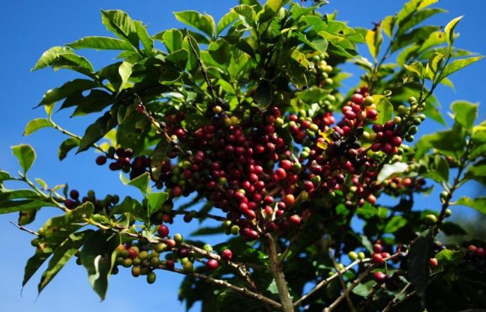 Robusta coffee price reaches new record in the domestic market | Coffee