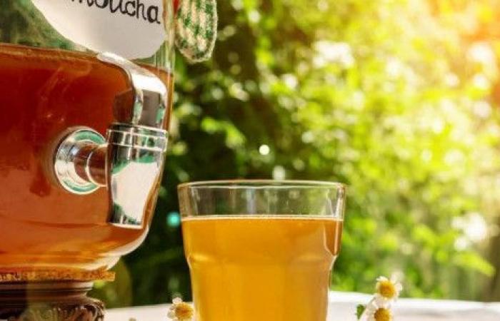 Kombucha helps you lose weight, according to study on body fat
